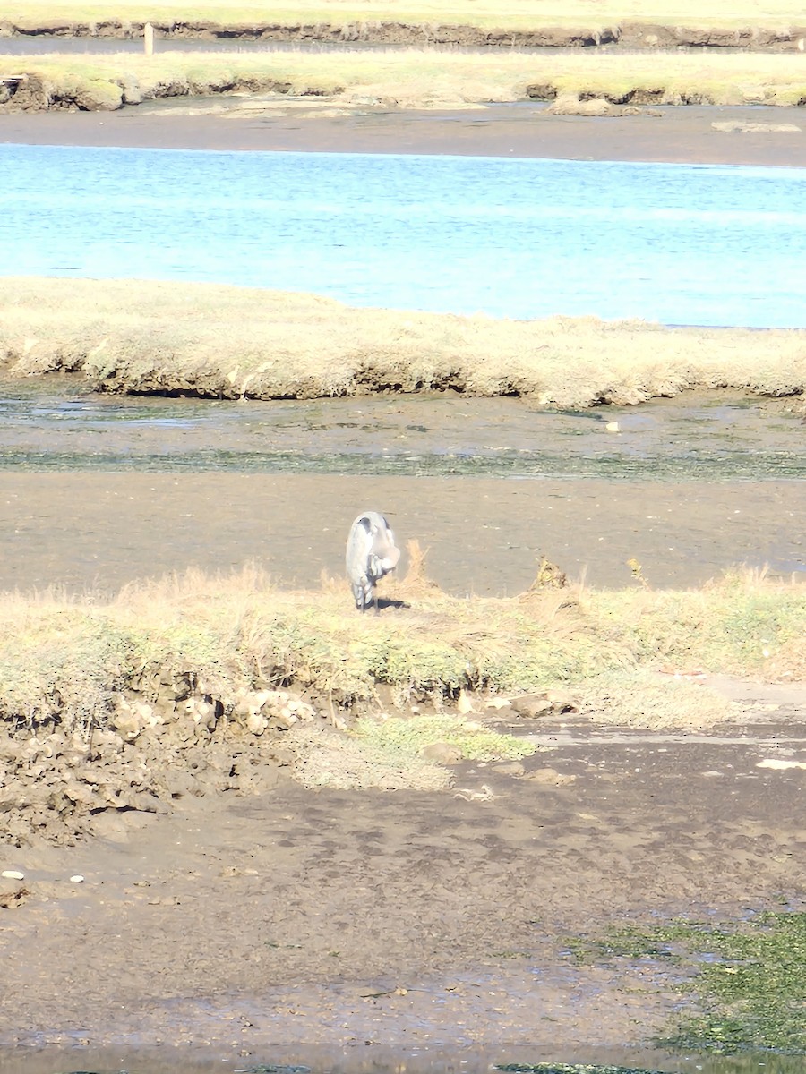 Great Blue Heron - ML642696140