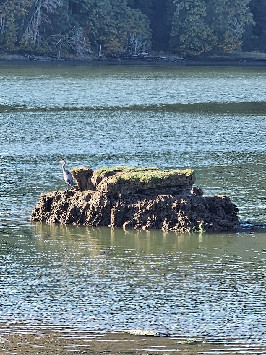 Great Blue Heron - ML642696141