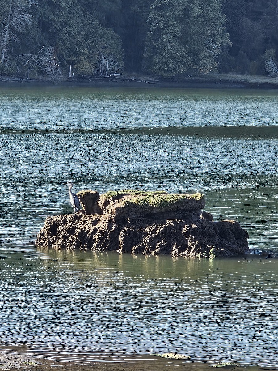 Great Blue Heron - ML642696144