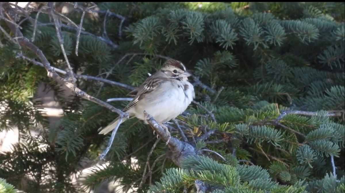 Lark Sparrow - ML642696145