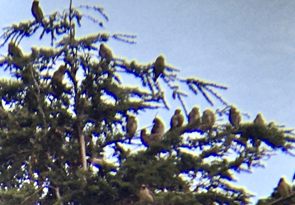 Cedar Waxwing - ML642696150