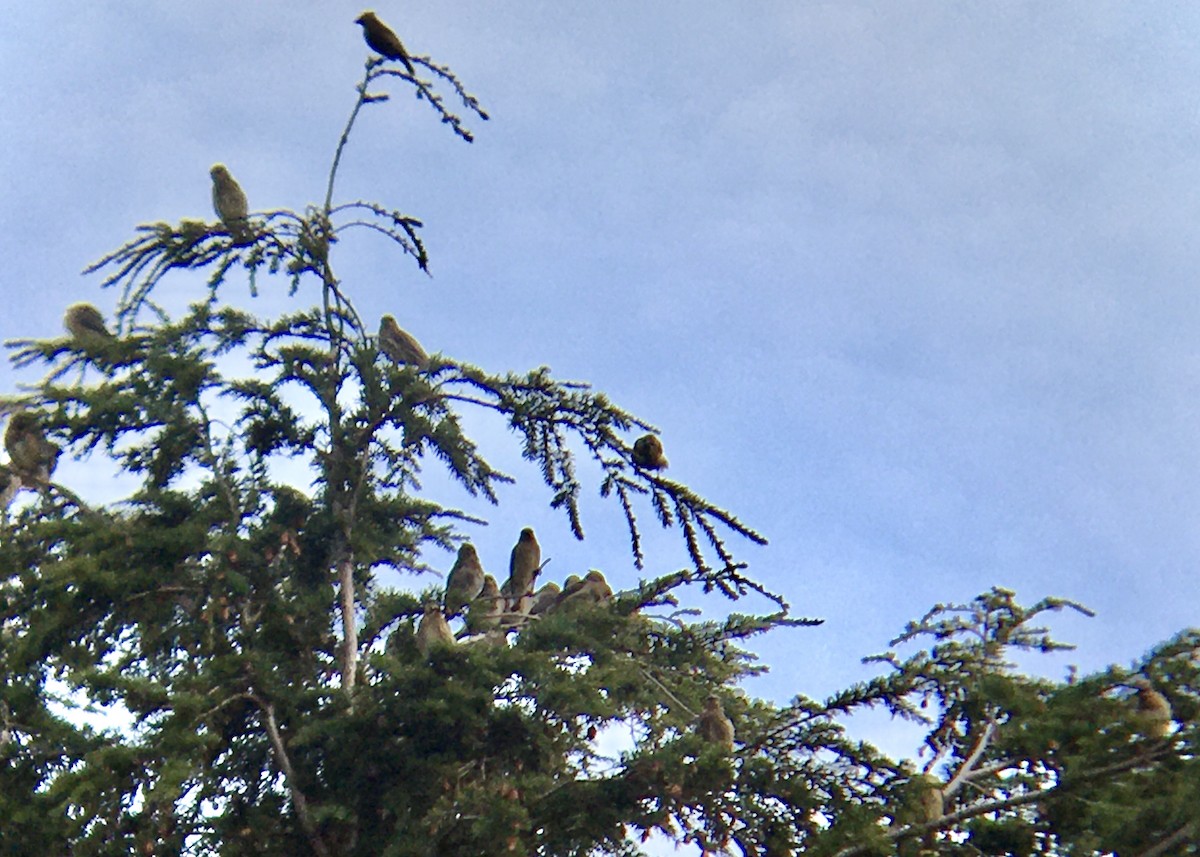 Cedar Waxwing - ML642696152