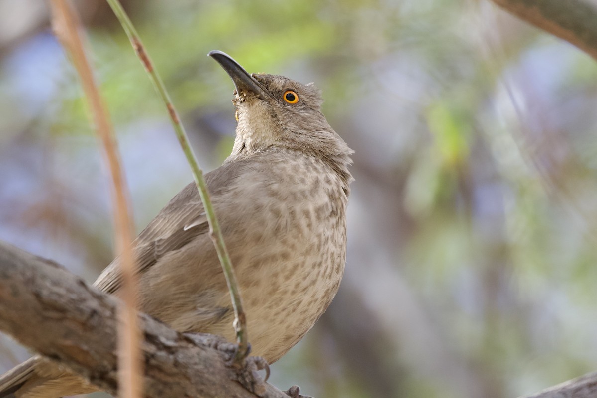 Curve-billed Thrasher - ML642696156