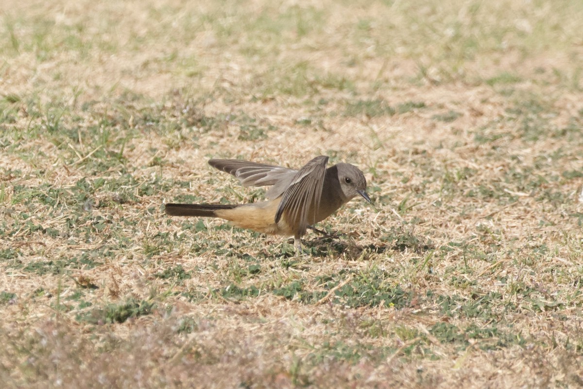 Say's Phoebe - ML642696157
