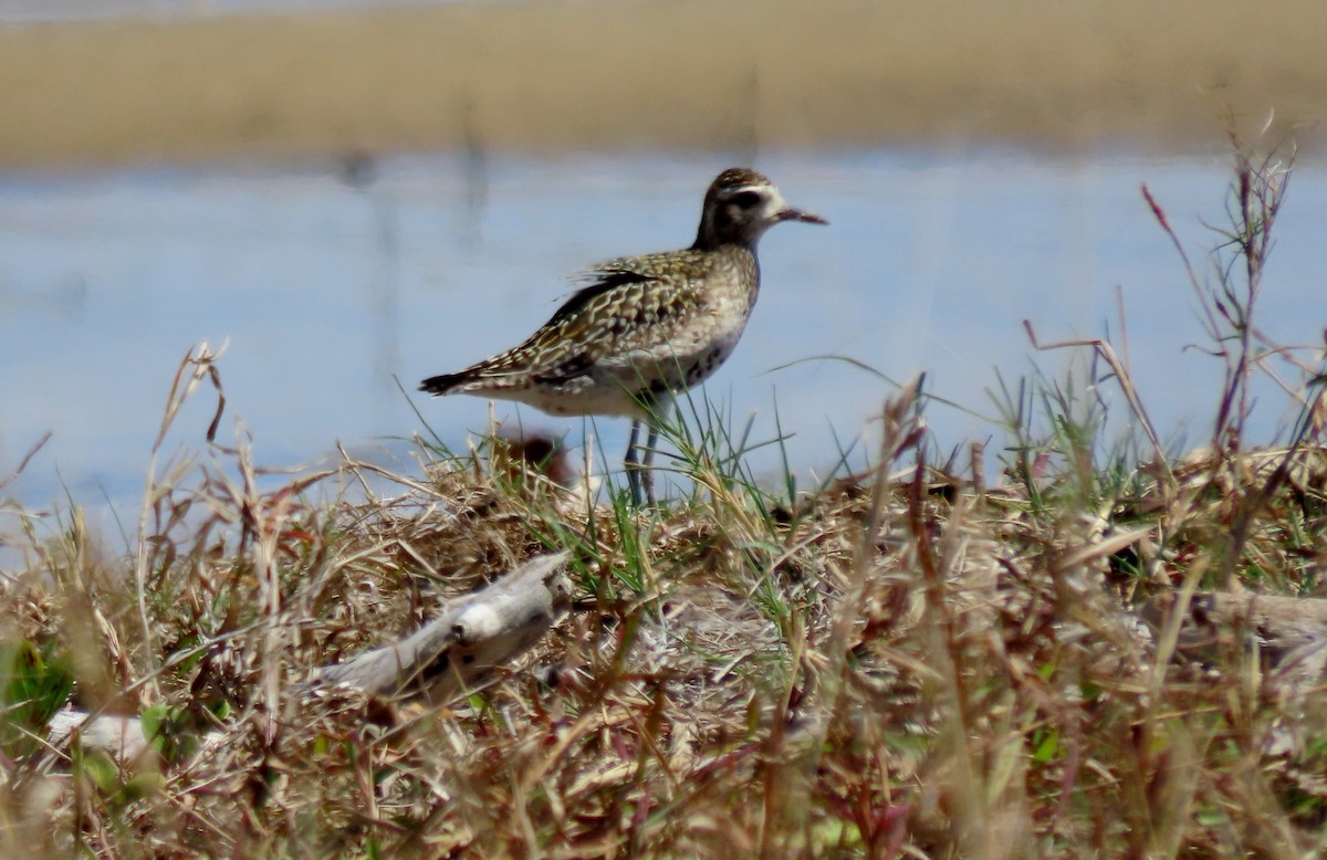 Pacific Golden-Plover - ML642696159