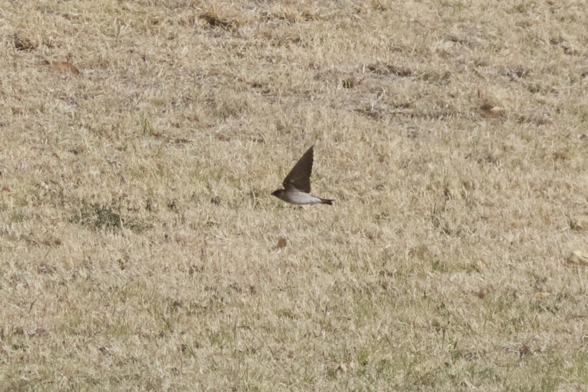Northern Rough-winged Swallow - ML642696169