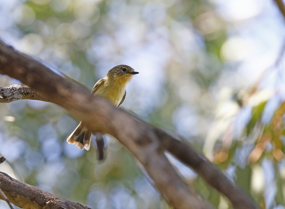 Yellow Thornbill - ML642696171