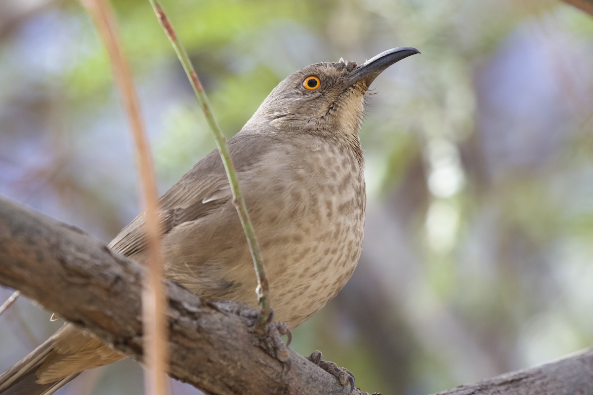 Curve-billed Thrasher - ML642696172