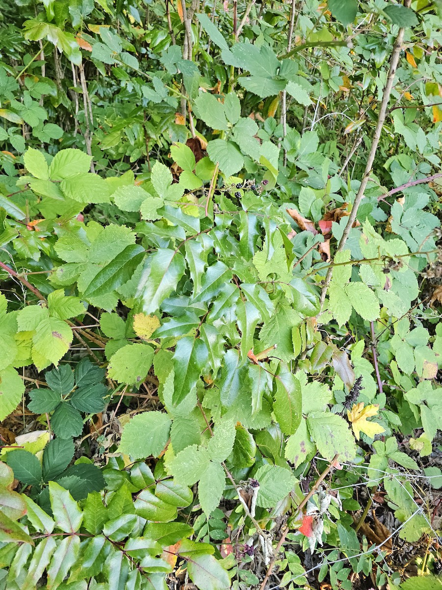 null - ML642696180