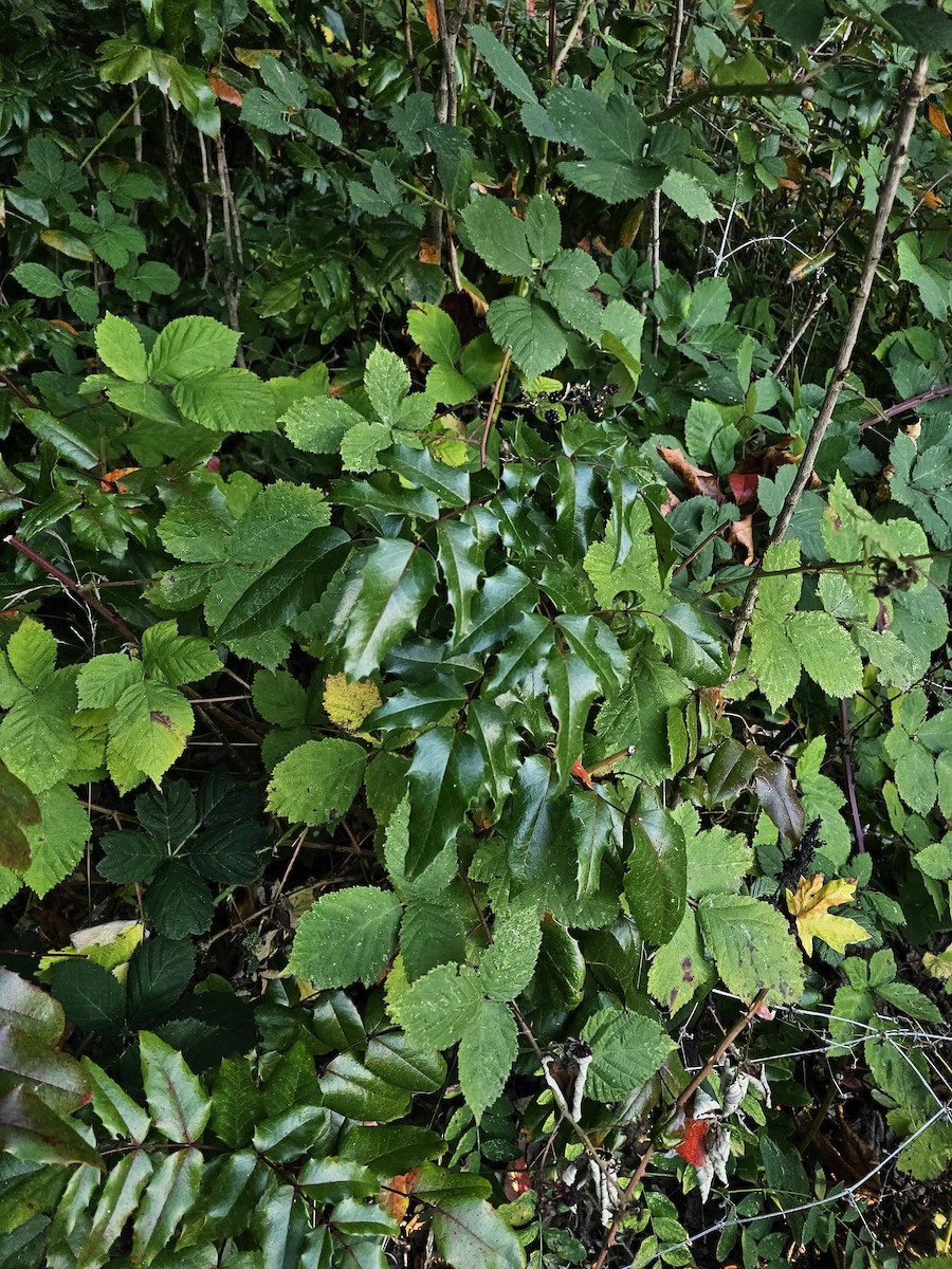 null - ML642696189