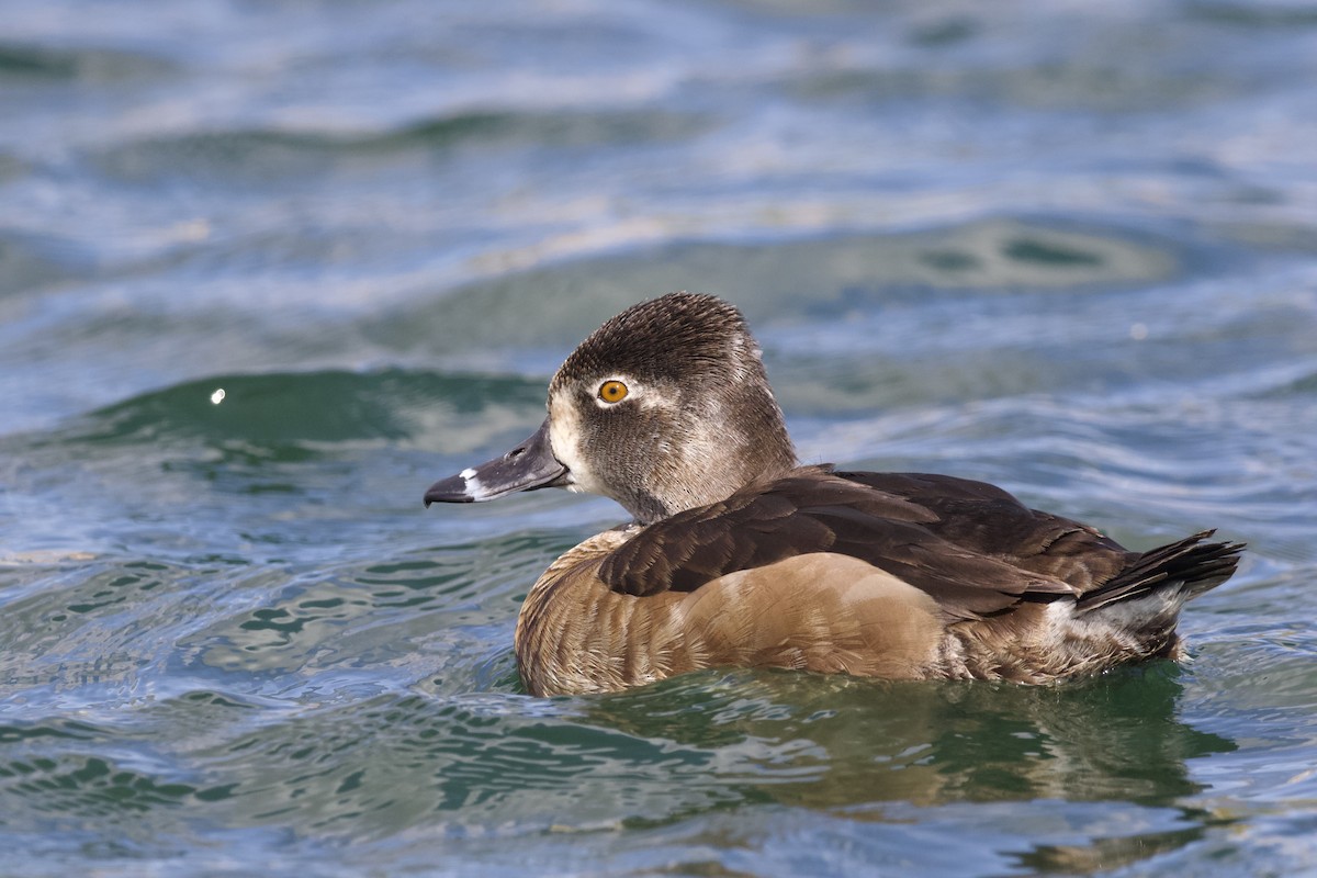 Ring-necked Duck - ML642696205