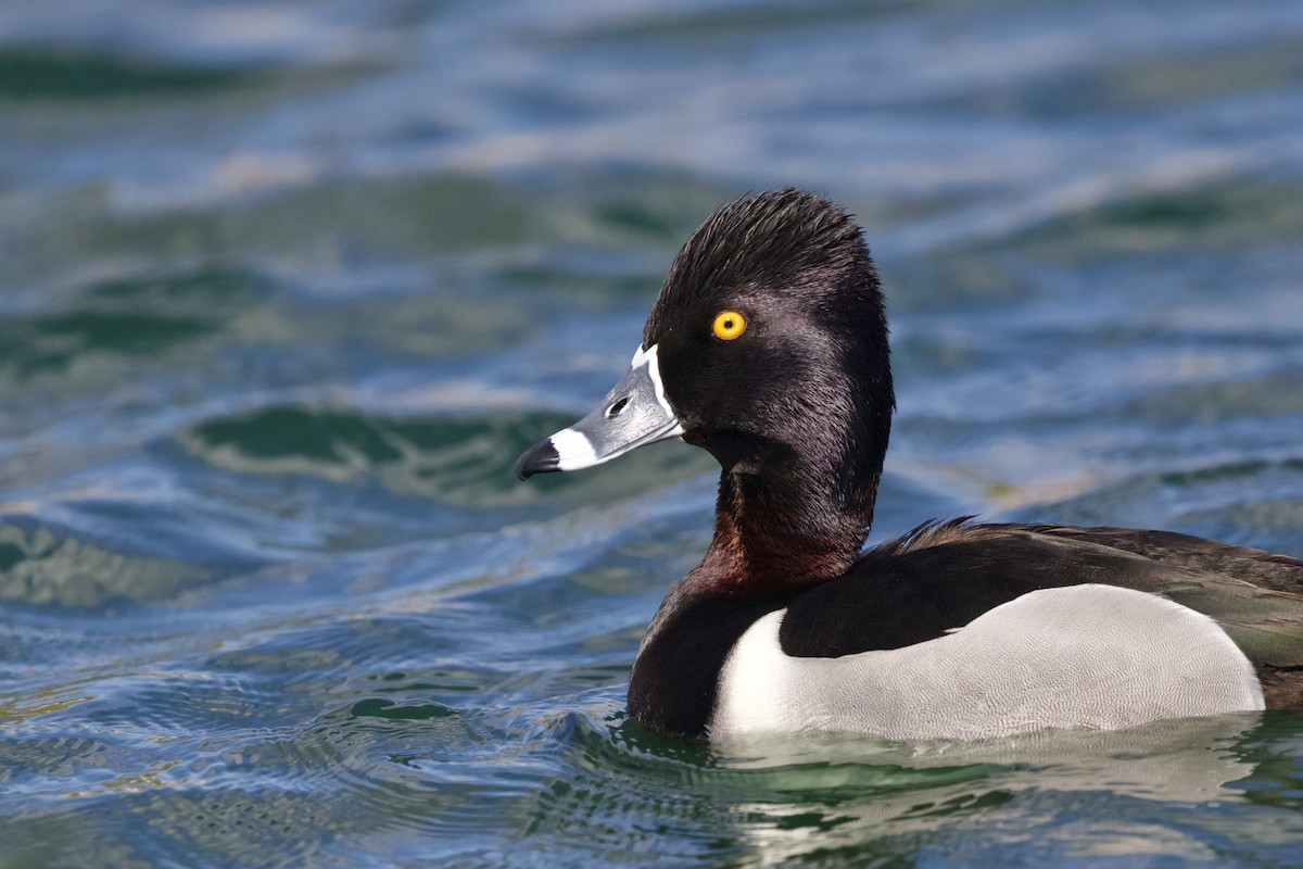 Ring-necked Duck - ML642696206