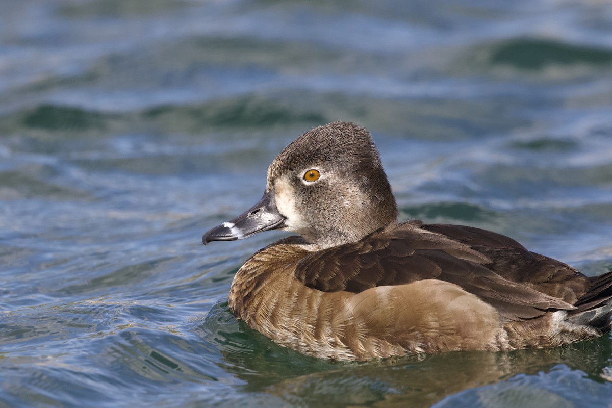 Ring-necked Duck - ML642696207