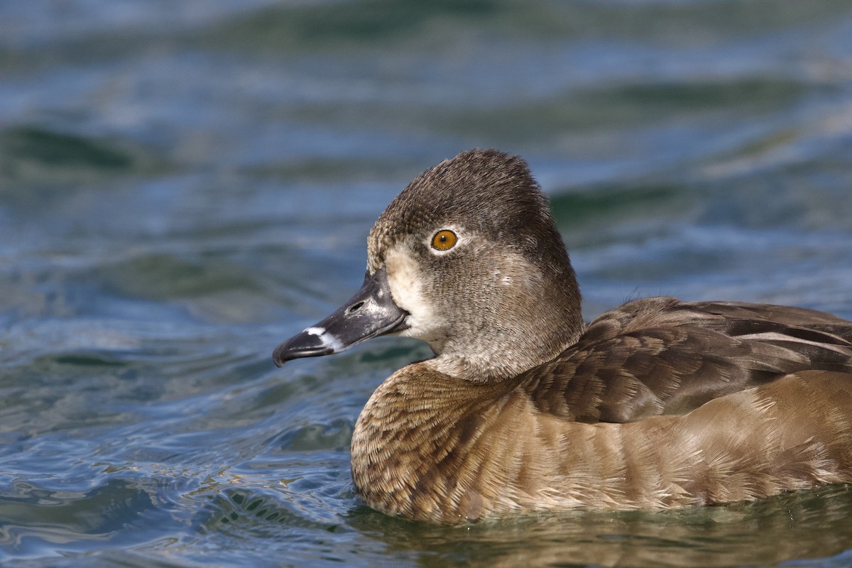 Ring-necked Duck - ML642696208