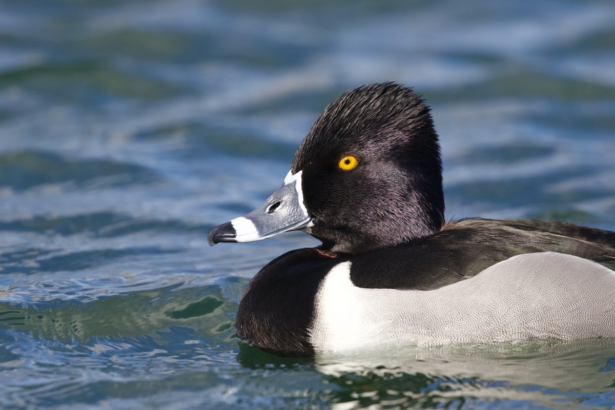 Ring-necked Duck - ML642696209