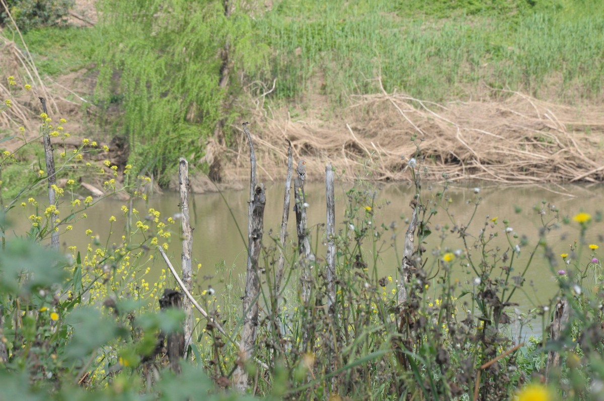 Zebra Finch - ML642696211