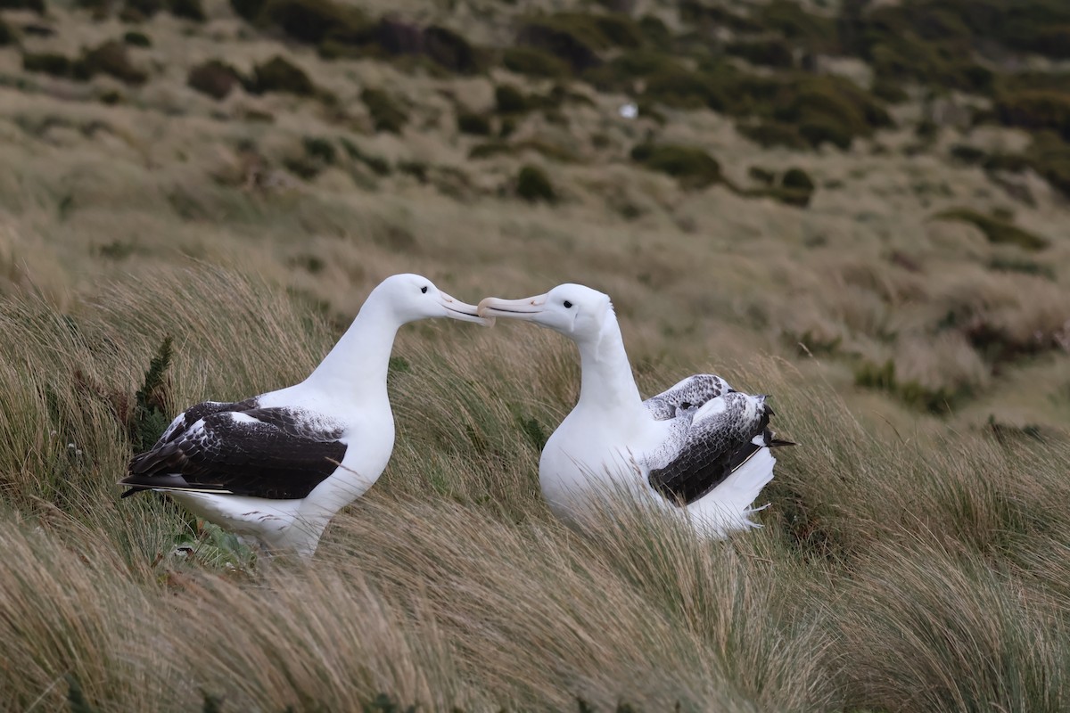 Southern Royal Albatross - ML642696227