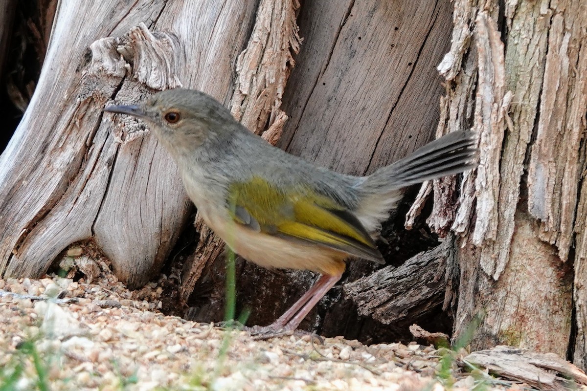 Green-backed Camaroptera - ML642696238