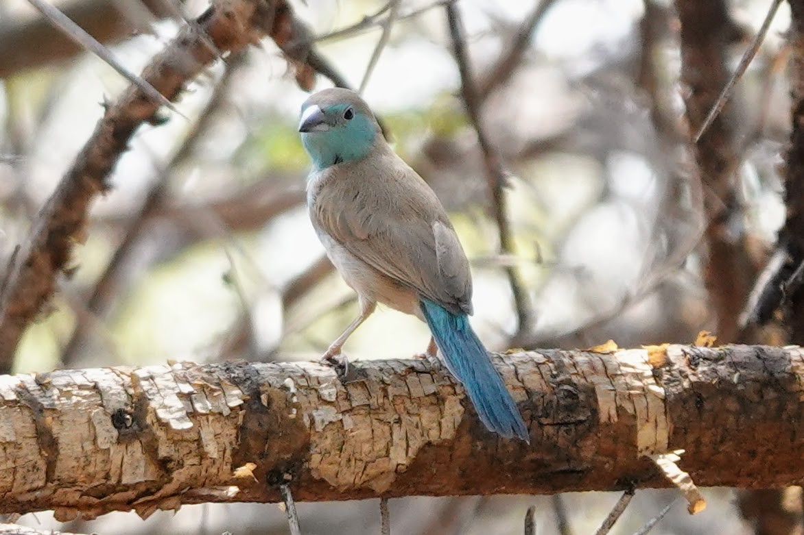 Southern Cordonbleu - ML642696241