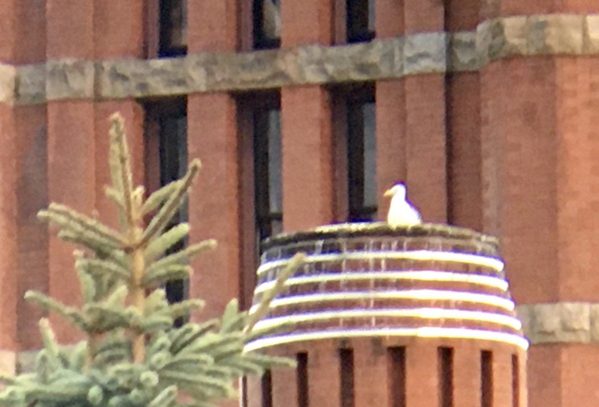 Western/Glaucous-winged Gull - ML642696255