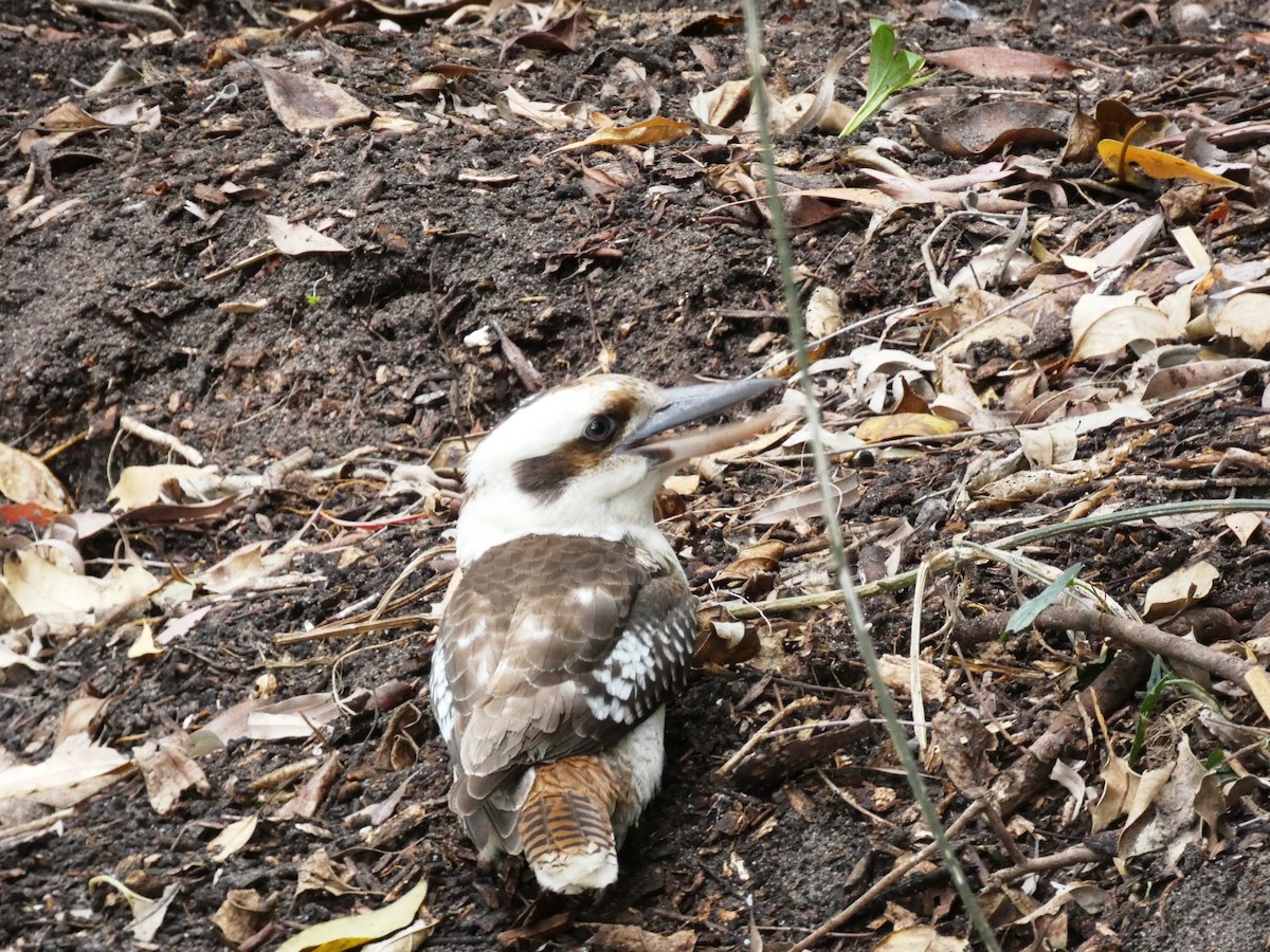 Laughing Kookaburra - ML642696272