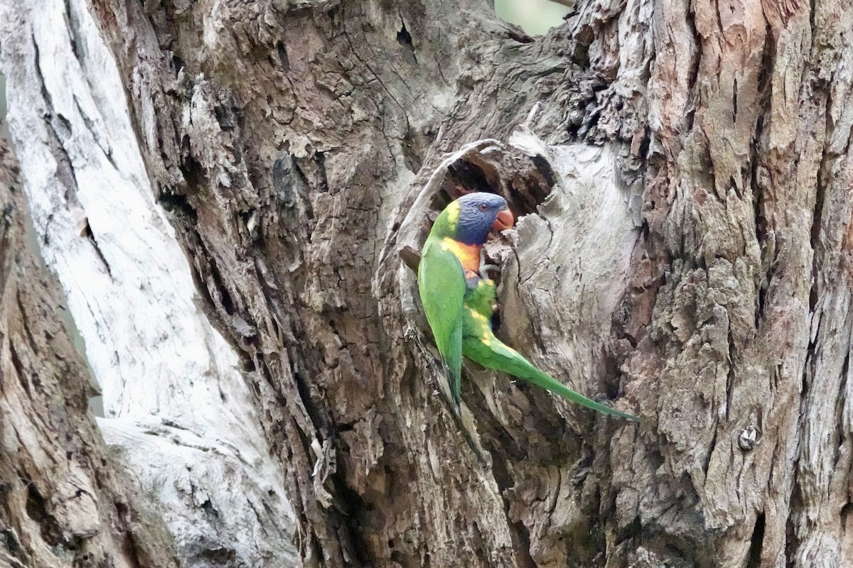 Rainbow Lorikeet - ML642696278