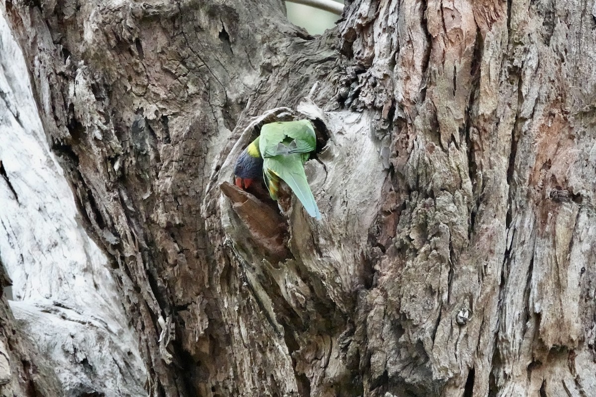 Rainbow Lorikeet - ML642696279