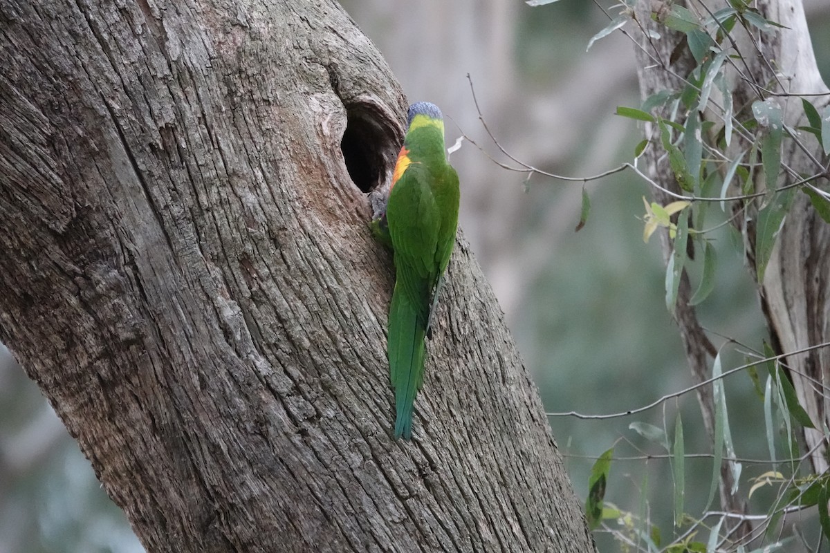 Rainbow Lorikeet - ML642696280