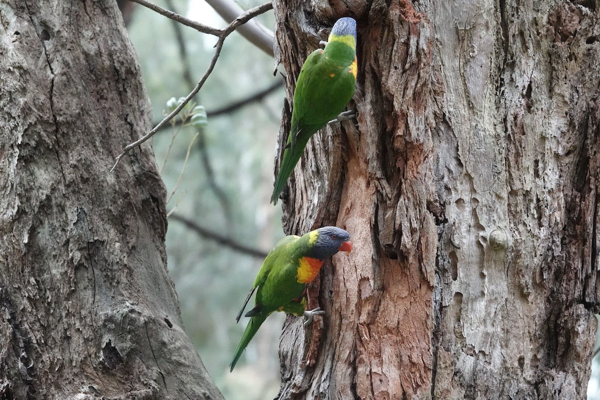 Rainbow Lorikeet - ML642696281