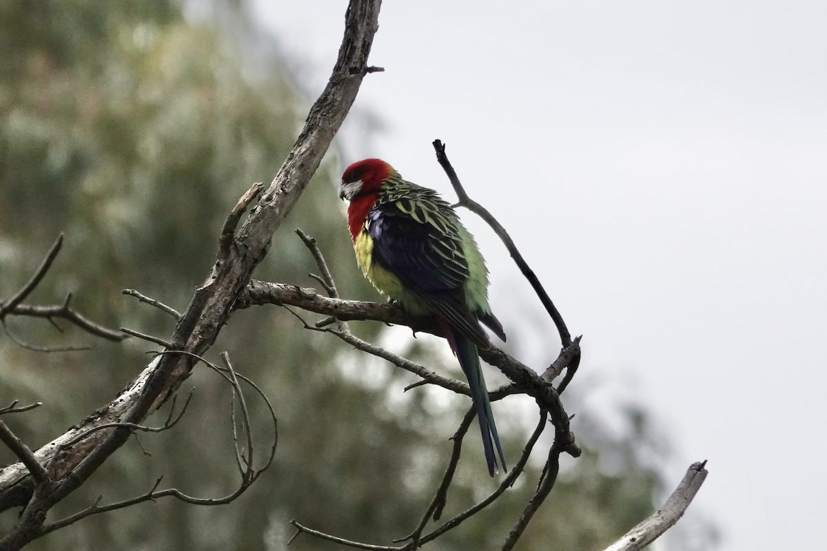 Eastern Rosella - ML642696297