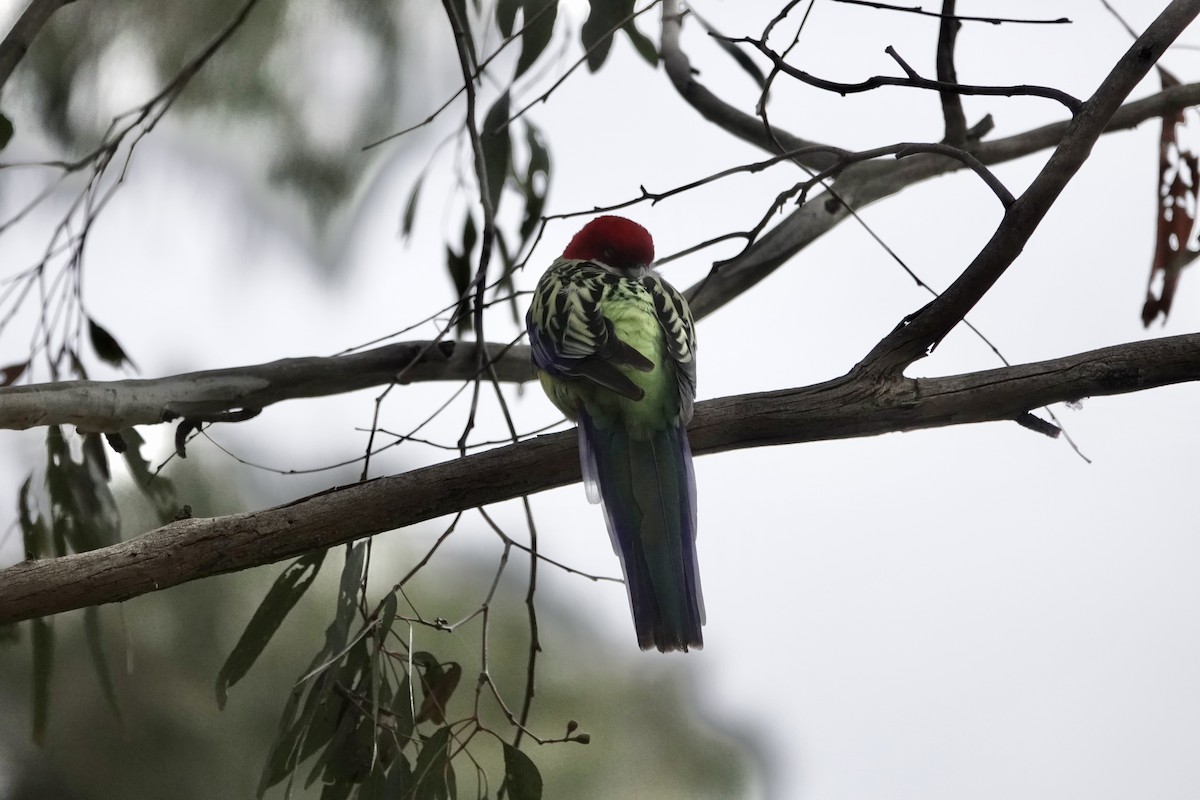 Eastern Rosella - ML642696298
