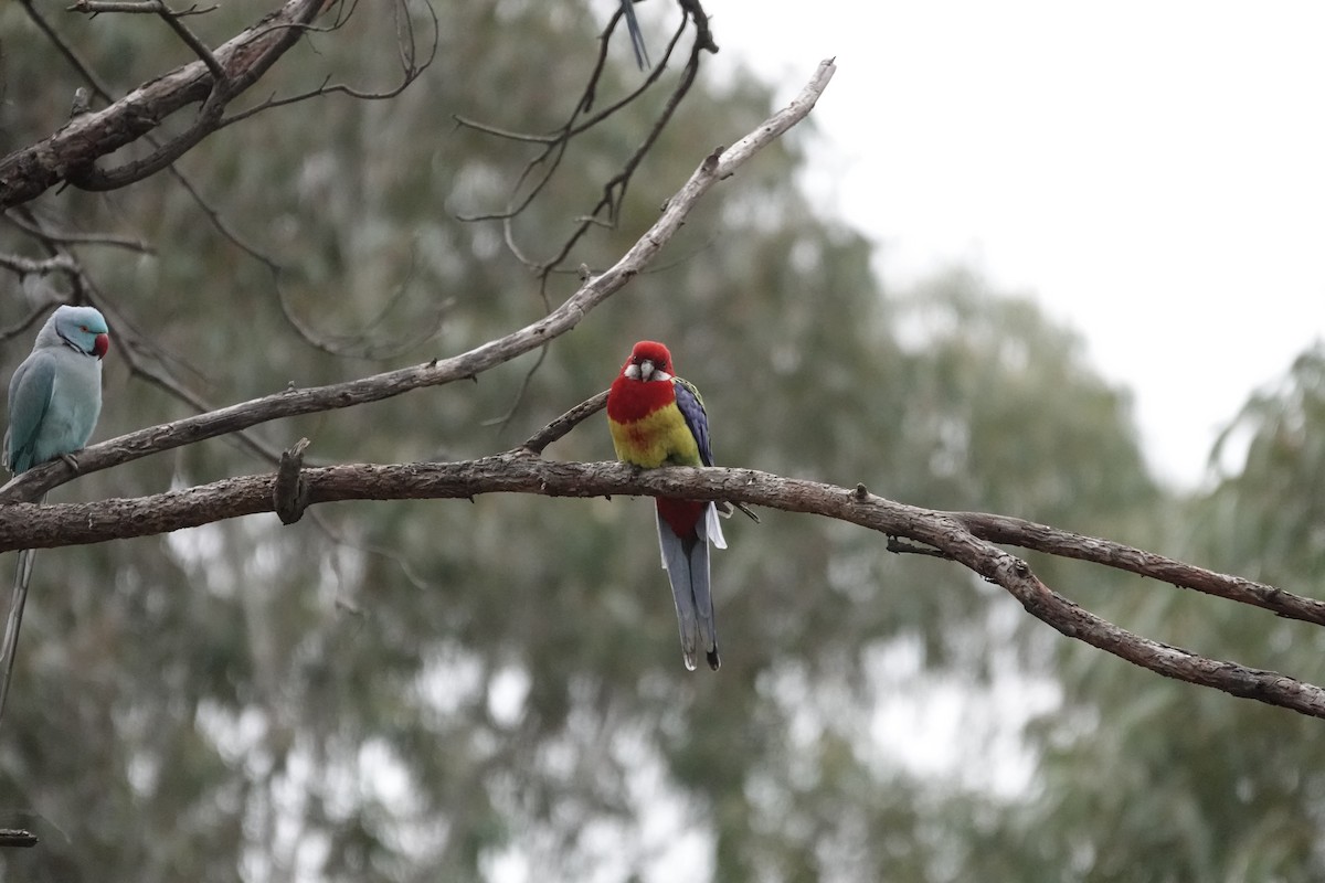 Eastern Rosella - ML642696299
