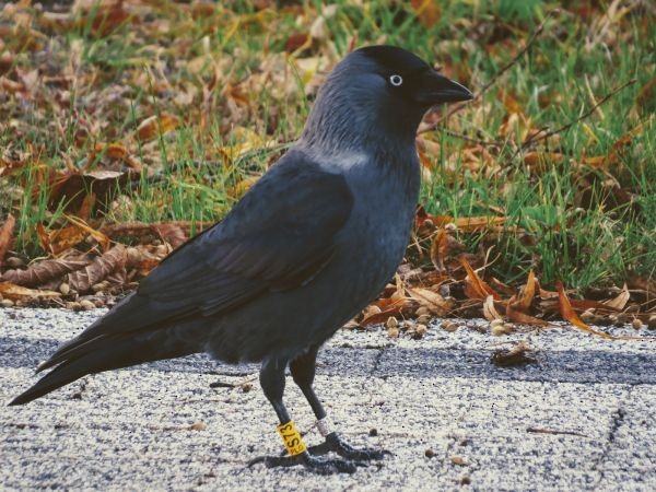 Eurasian Jackdaw - ML642696300