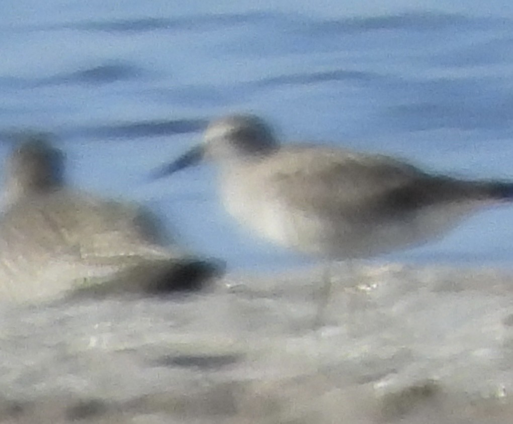 Red Knot - ML642696304