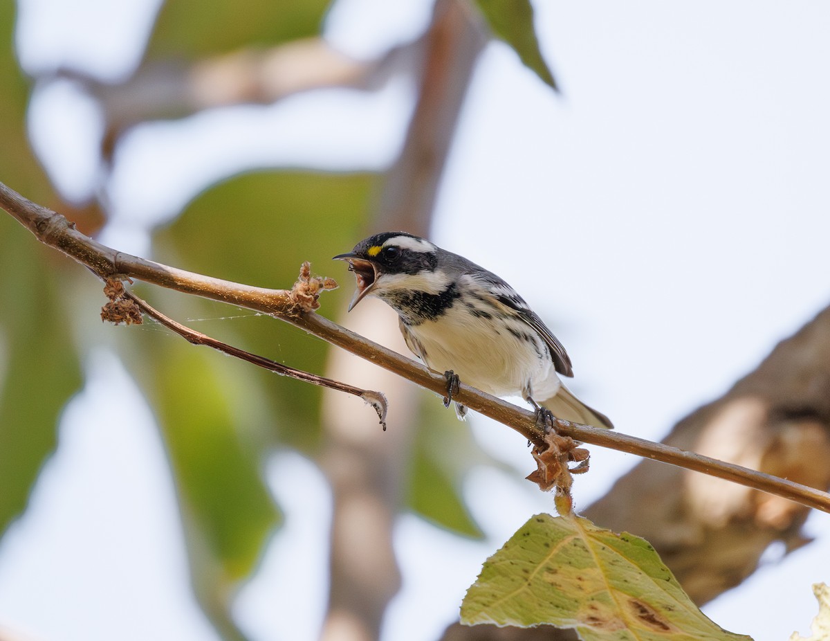Black-throated Gray Warbler - ML642696312