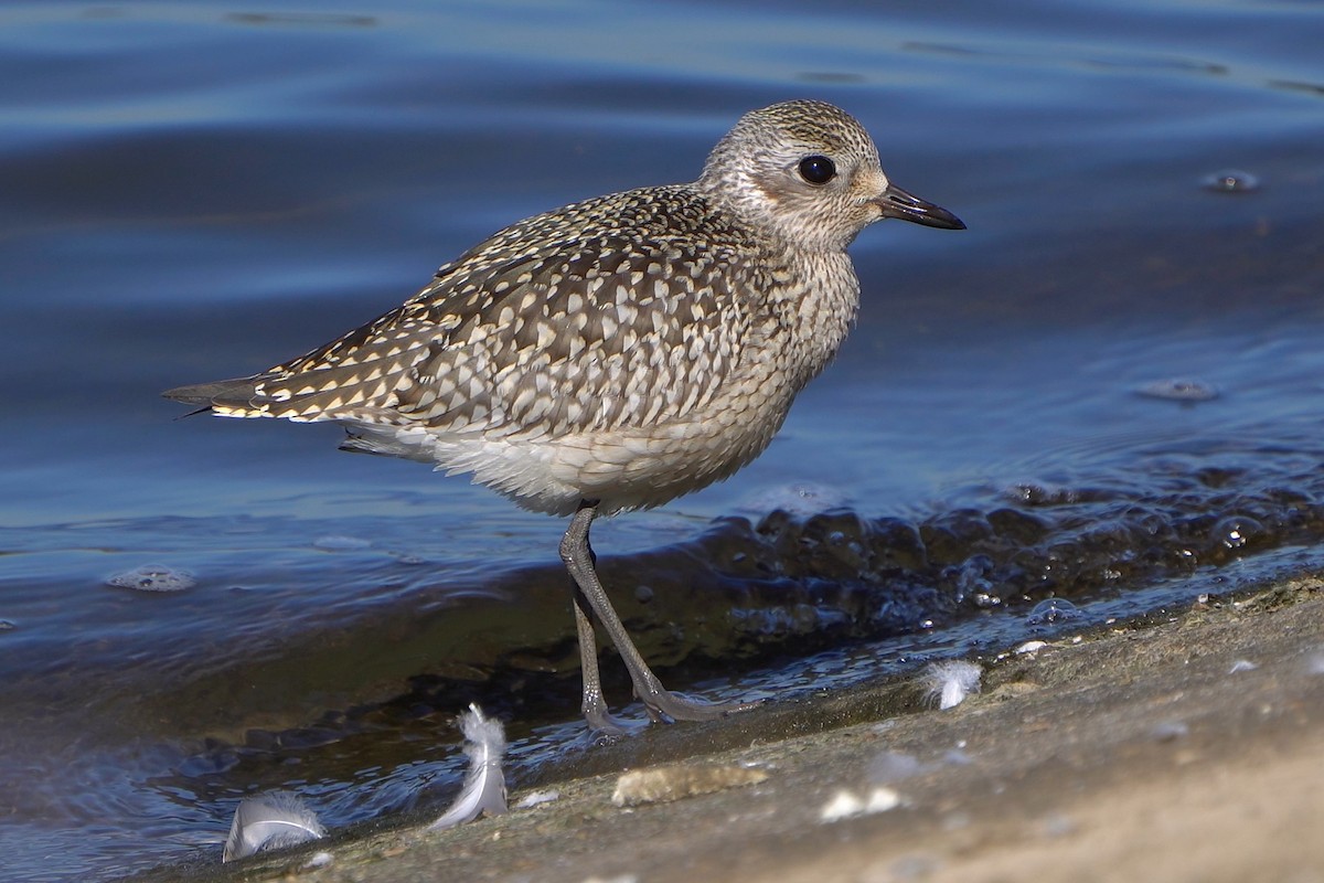 Black-bellied Plover - ML642696314