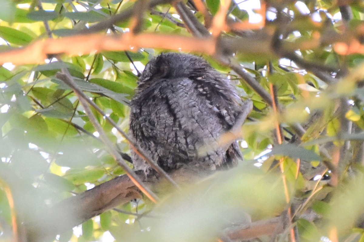Flammulated Owl - ML642696315