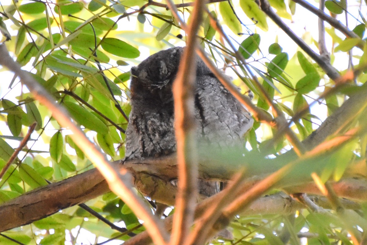 Flammulated Owl - ML642696316