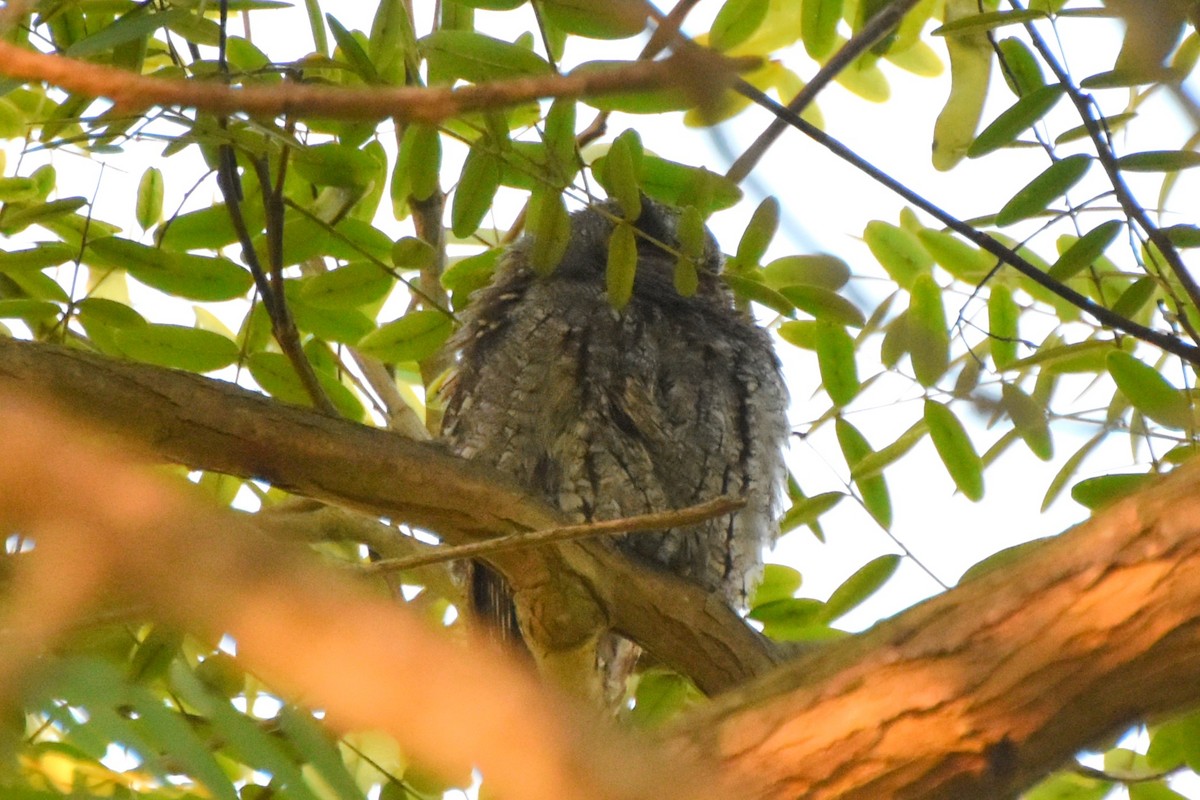Flammulated Owl - ML642696318