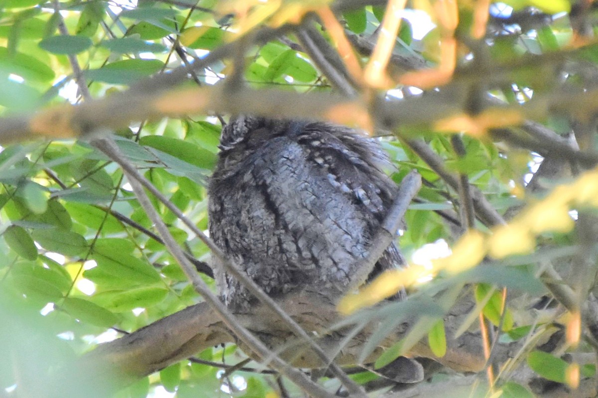 Flammulated Owl - ML642696319