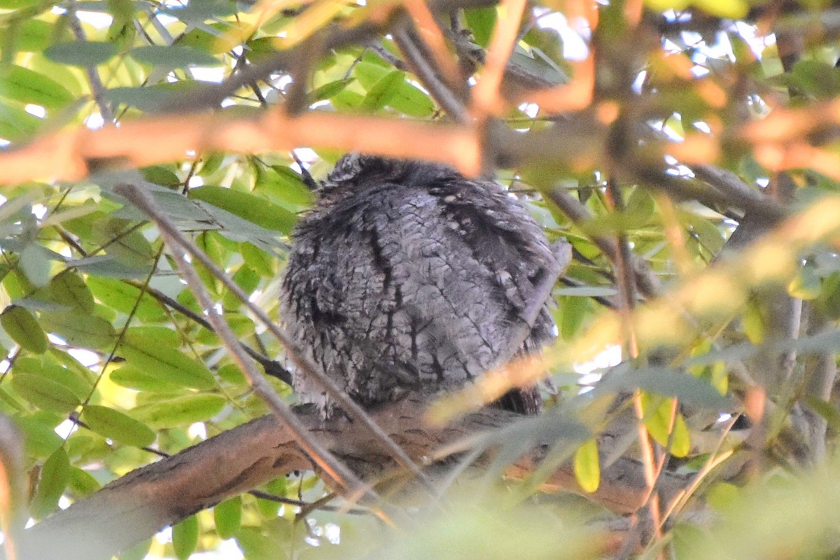 Flammulated Owl - ML642696320