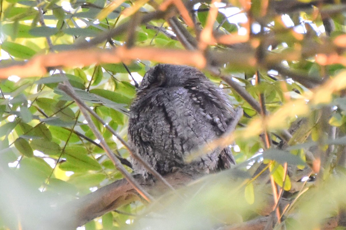 Flammulated Owl - ML642696321