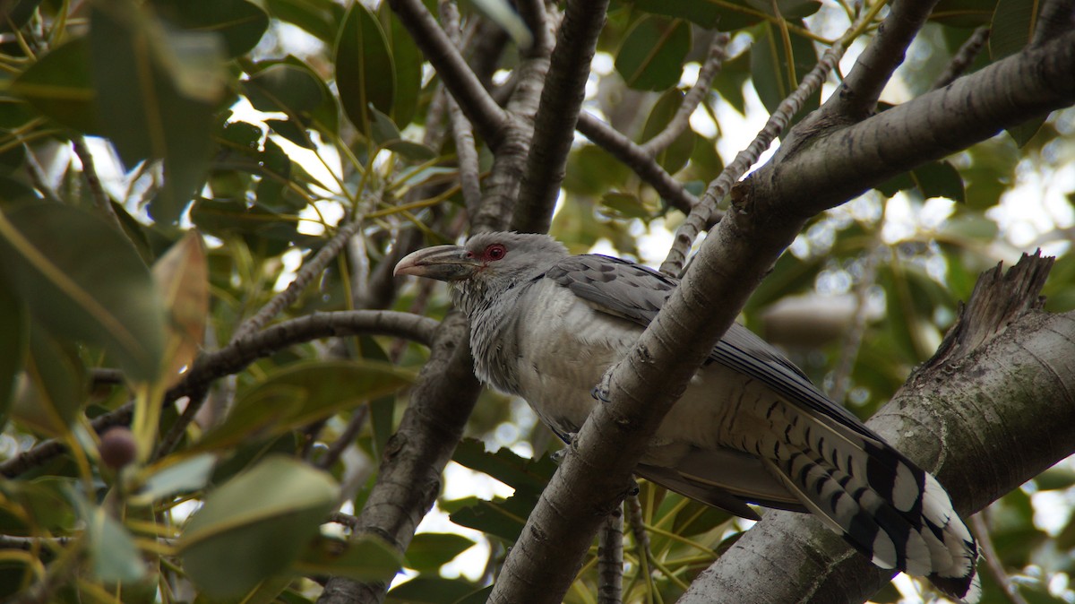 Channel-billed Cuckoo - ML642696324