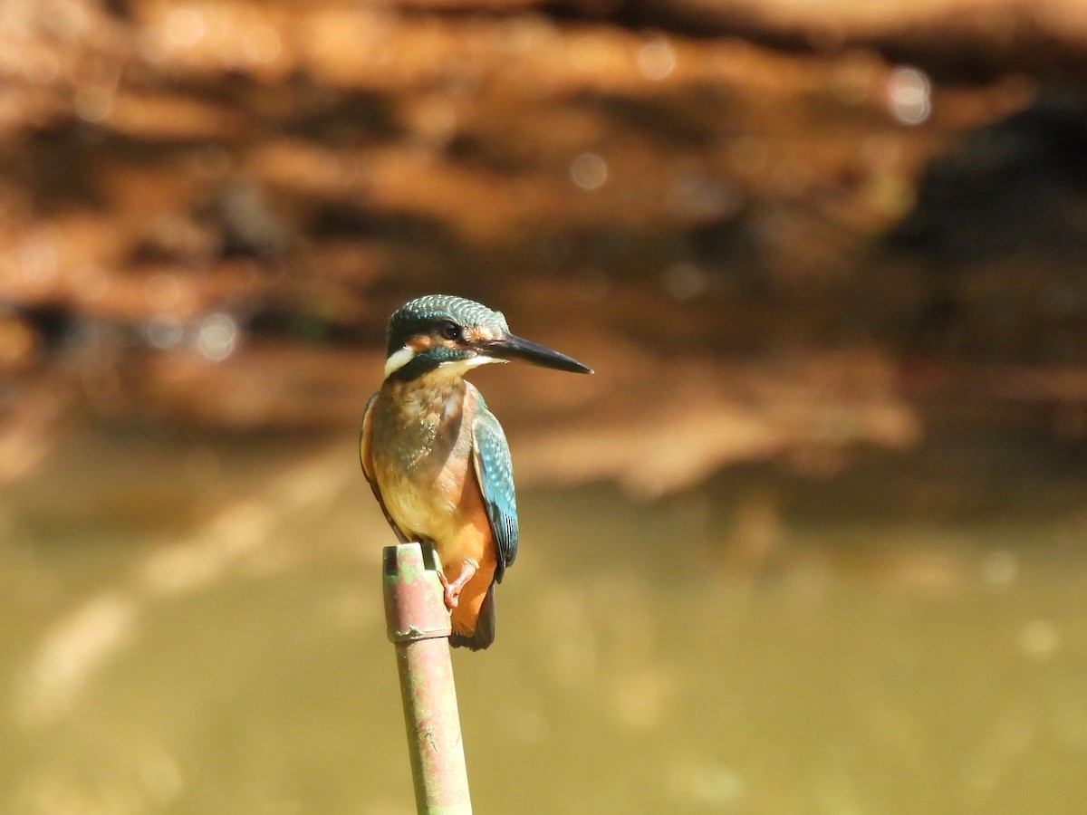 Common Kingfisher - ML642696334