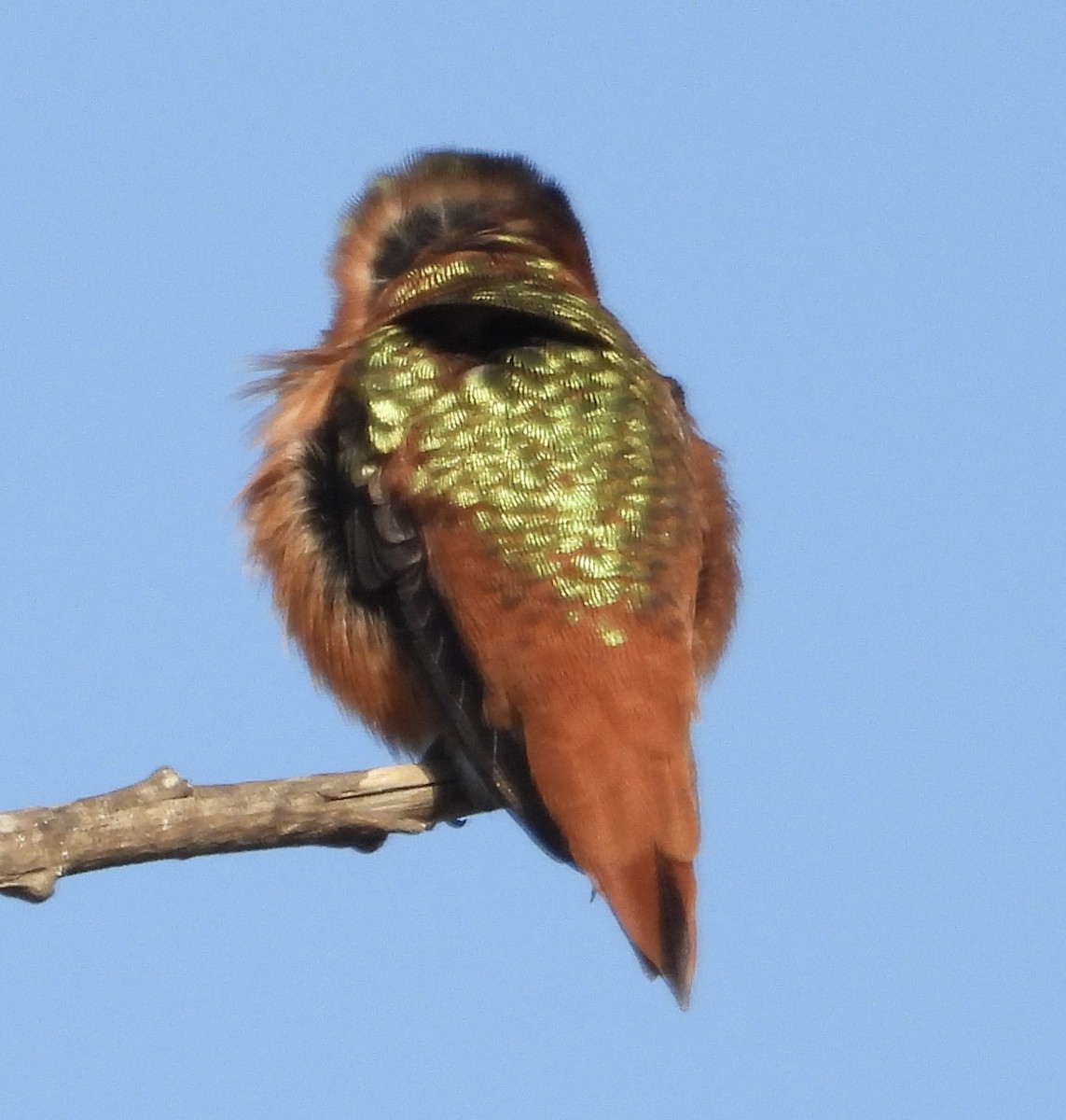 Allen's Hummingbird - ML642696341