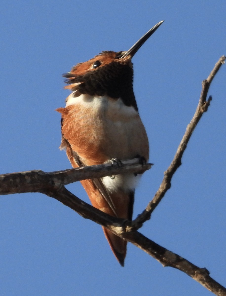 Allen's Hummingbird - ML642696342