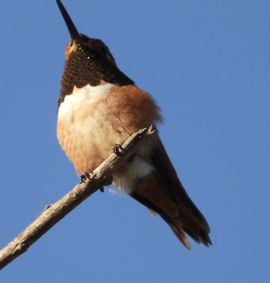 Allen's Hummingbird - ML642696343