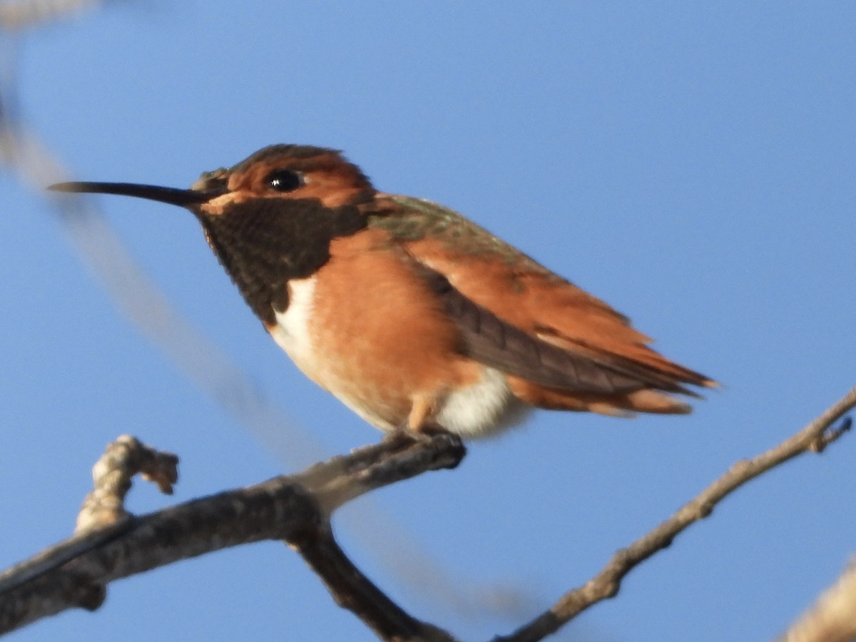 Allen's Hummingbird - ML642696344