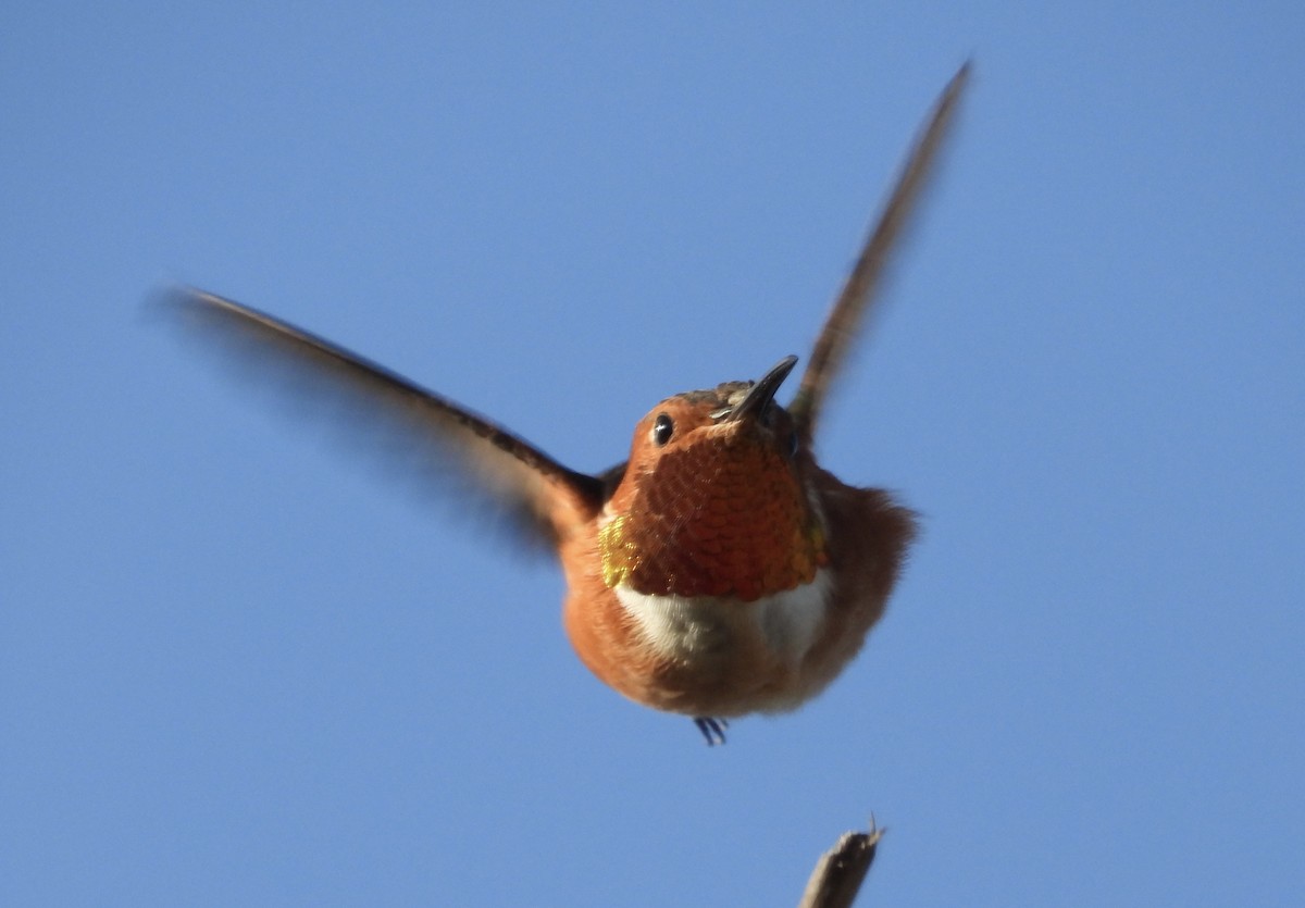 Allen's Hummingbird - ML642696346