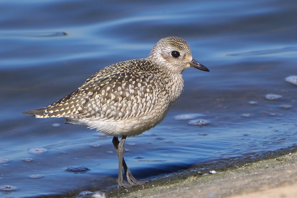 Black-bellied Plover - ML642696348